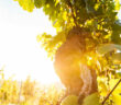 Eine Weinreise an der Nahe führt Sie durch wunderschöne Natur und pfälzische Kultur.
