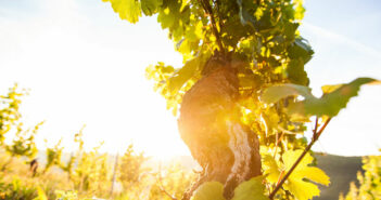 Eine Weinreise an der Nahe führt Sie durch wunderschöne Natur und pfälzische Kultur.