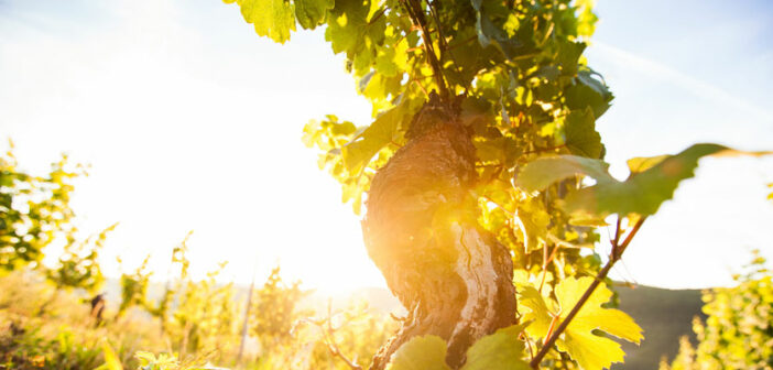 Eine Weinreise an der Nahe führt Sie durch wunderschöne Natur und pfälzische Kultur.