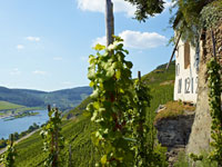 Geniessen Sie bei Ihrer Weinreise eine Wanderung durch die einzigartige Natur des Mosel-Gebiets.