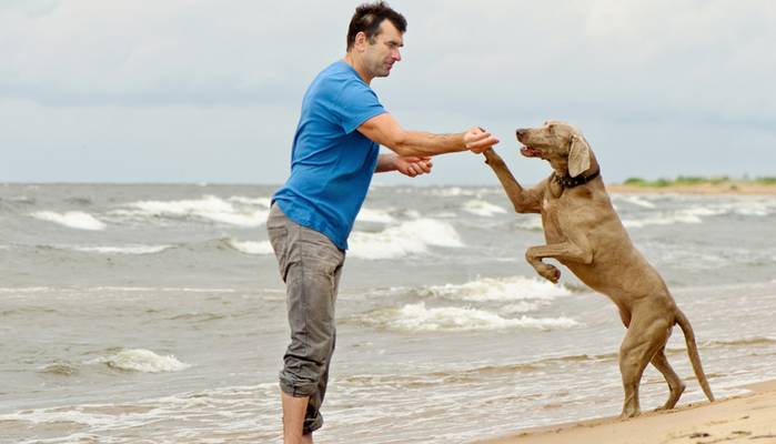 Die Ostsee bietet viele schöne Strände für den Urlaub mit dem Vierbeiner. (Foto: shutterstock - Tatjana Baibakova)