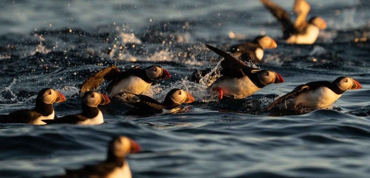 Fünf exklusive Routen entlegener Inseln mit fünfzig Prozent (Foto: Jamie Lafferty)